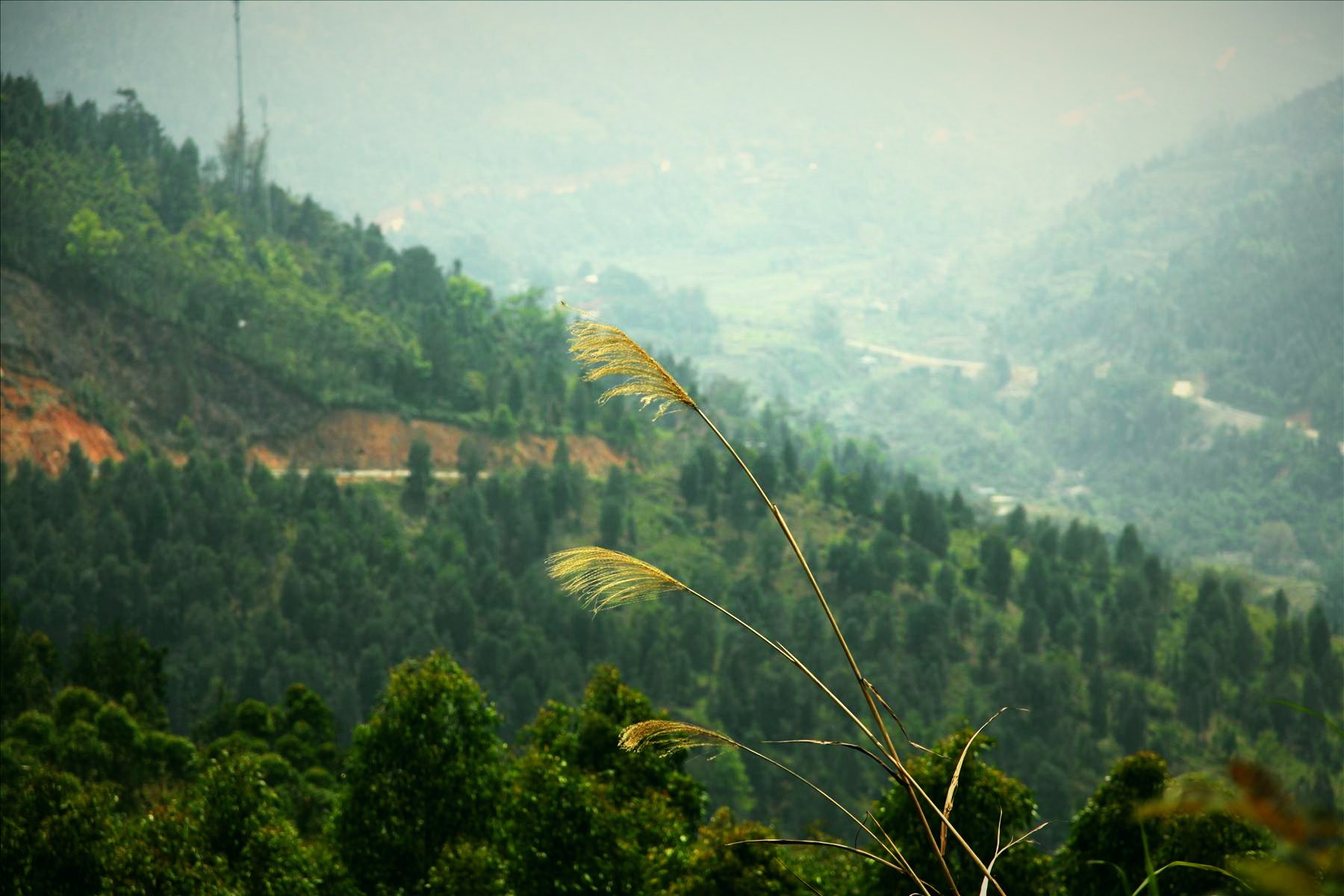 Nương đồi Bình Liêu