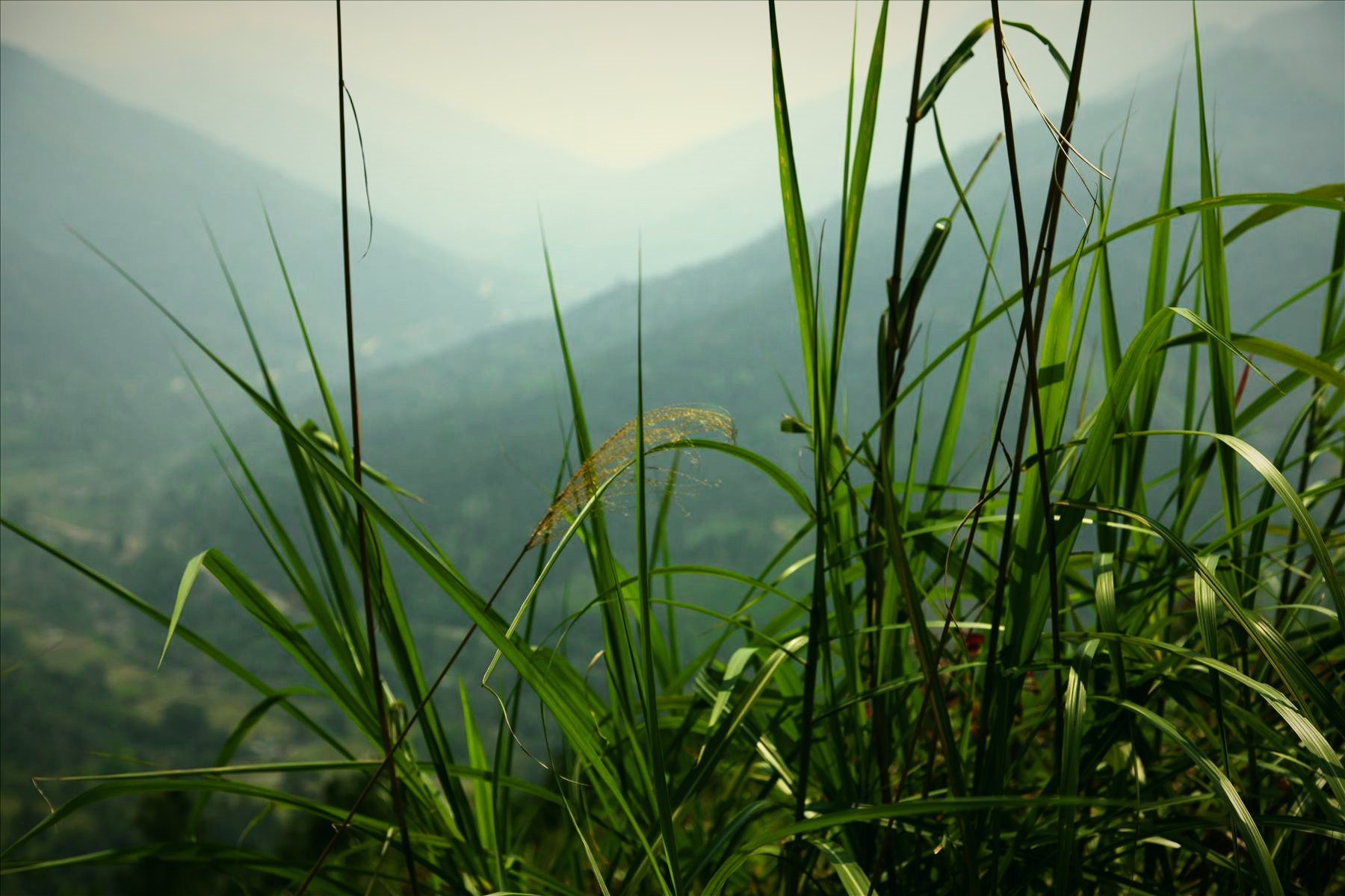 Đồi núi trùng điệp trong sương