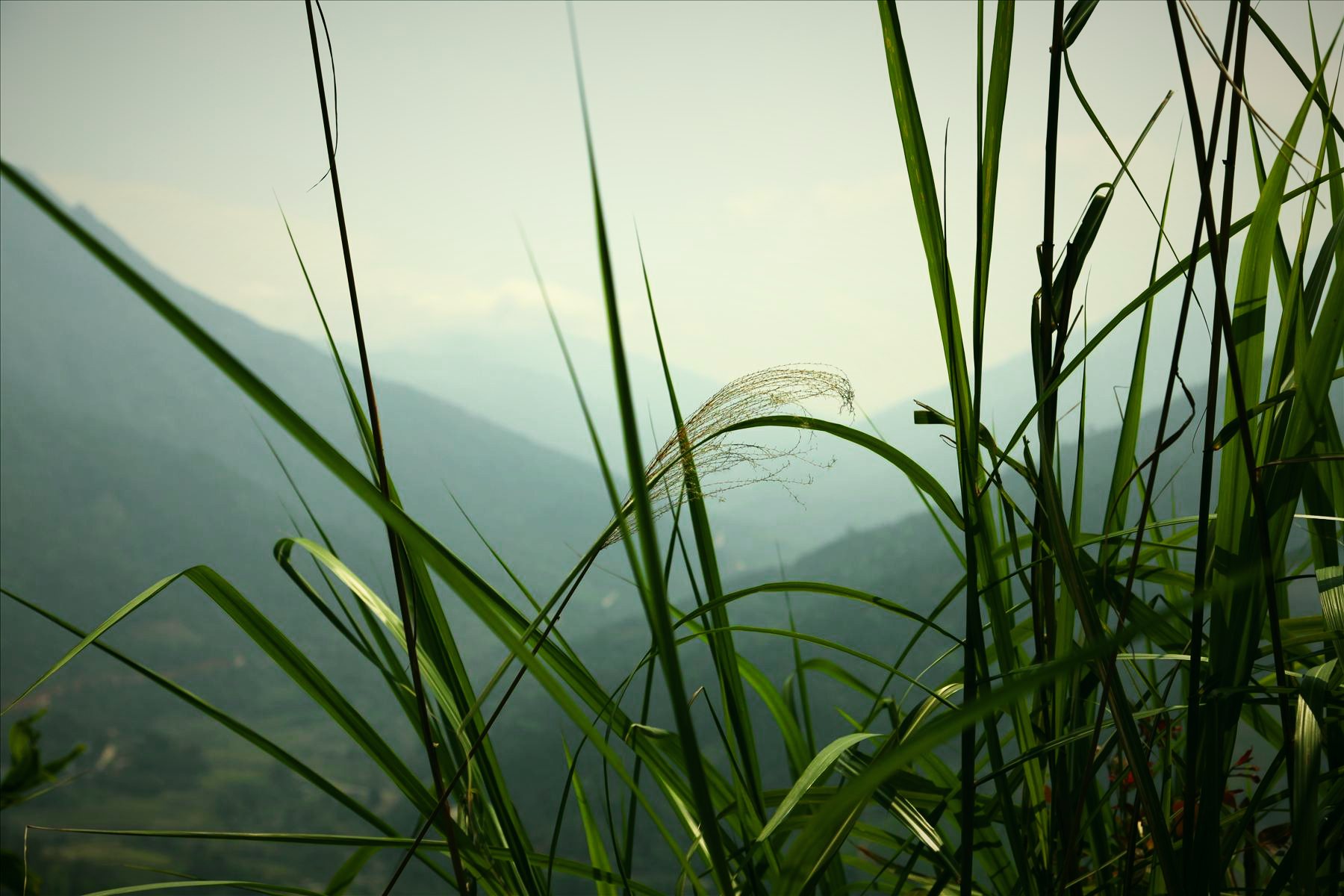 Núi cao trong mây