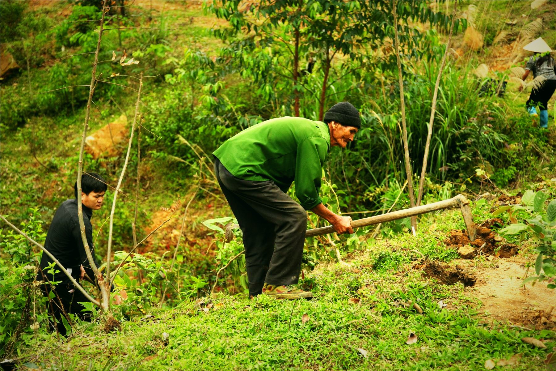Cùng bà con chăm cây trên nương, Bình Liêu